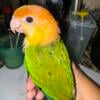 White Bellied Caique babies