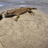 Baby flame crested gecko