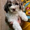 Bo - F1B Male Ohio Cockapoo  - Shipping Available! - Non Shedding - Hypoallergenic