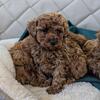 Red Mini Poodle (Lily)