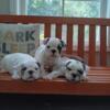 English Bulldog Puppies!