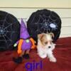 Yorkie/shihtuz,,,,