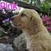 AKC Golden Retrievers bd 7-25-24 Ca 3 or 