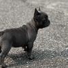 Blue male French bulldog puppy for sale 