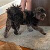 4 year old Mini Doodle , Female