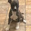 *Steal* Beautiful Pit Terrier (Female)