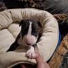 Mini bull terrier puppies