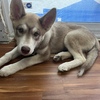 Full blooded Siberian husky