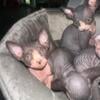 3 male tux sphynx kittens 