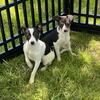Toy fox terrier x pups 