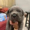 Cane corso puppies 9 weeks old