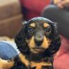 Miniature Long-haired Dachshund