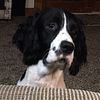 English Springer Spaniel Puppy  FOR SALE price reduced