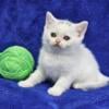 Male British Shorthair - (Green)