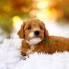 Cooper-Dark Red Male Miniature Goldendoodle puppy 