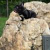 BLACK  MICRO FRENCHIE ( PROVEN STUD) ( IN VIRGINIA )