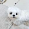 Stricking and Healthy Female Maltese Puppy For Sell