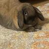Holland Lop - Brown -“ie”