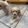 Standard golden doodle puppies