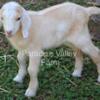 Goats For Sale