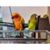 1/2 moon Conure approximately 2 years old DNA sexed hen