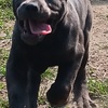 Cane corso pup