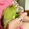 Green Cheek Conure babies