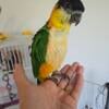 Black headed caique baby