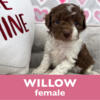 Mini newfypoo puppies - males & females - ready March 5 - miniature poodle / newfypoo mix