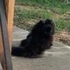 CKC Male 3 Pound Pomeranian 