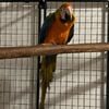 Macaws Bonded Pair