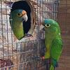 Halfmoon Conures sale