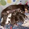 Little weenies