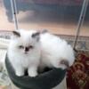 Persian Himalayan kitten's 2 boys