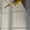 Saffron finch for sale young bird good singer