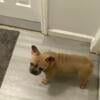 French Bulldog puppy