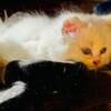 3 ragdoll kittens available now Newburgh NY 