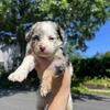 Yorkipoo