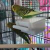 Parakeets beautiful boy and girl bonded