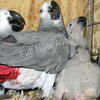 Aviary Retiring!  African Grey pairs and Umbrella Cockatoo pairs and single for sale