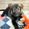 Black German Shepherd Puppy