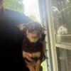6 month old chihuahua female