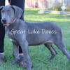 AKC Blue Great Dane Female