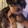 Playful Male Yorkies