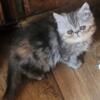 Female kitten persian 