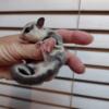 Sugar glider baby girl white face Platinum