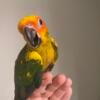 Sun Conures available