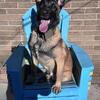 Male 9 month Belgian Malinois