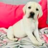 English AKC Labradors