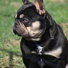 FRENCH BULLDOG STUD SERVICE